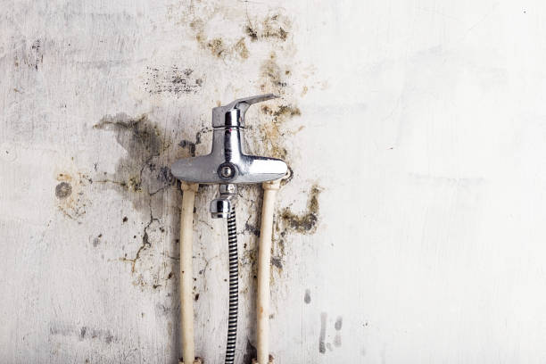 Best DIY Mold Remediation Support Services in Cross Lanes, WV
