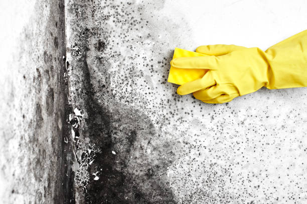 Best Residential Mold Remediation in Cross Lanes, WV