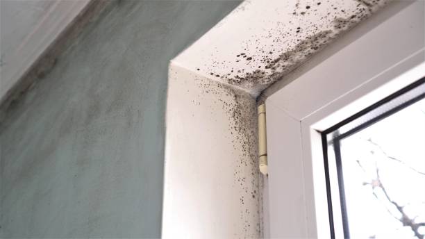 Best Commercial Mold Remediation in Cross Lanes, WV