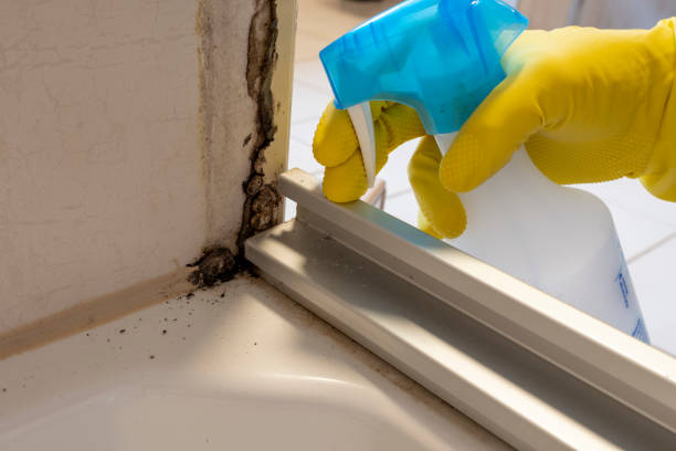 Best Residential Mold Remediation in Cross Lanes, WV