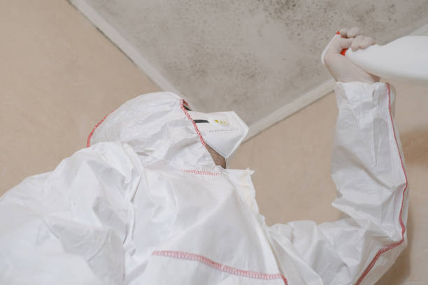 Best Basement Mold Remediation in Cross Lanes, WV