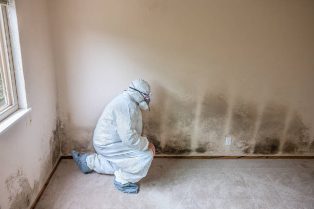 Best Industrial Mold Remediation in Cross Lanes, WV