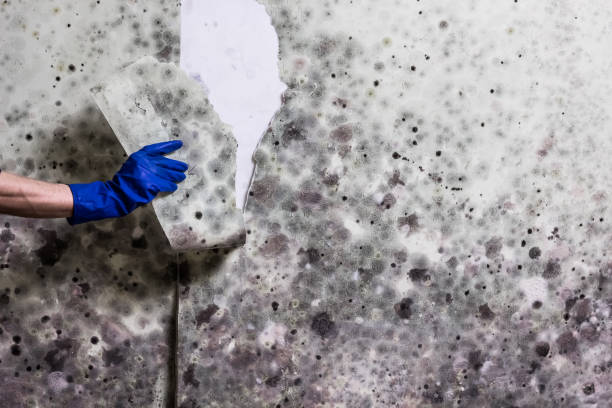 Reliable Cross Lanes, WV Mold Remediation Solutions